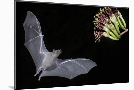 Arizona, Green Valley, Lesser Long-Nosed Bat Drinking Nectar from Agave Blossom-Ellen Goff-Mounted Photographic Print
