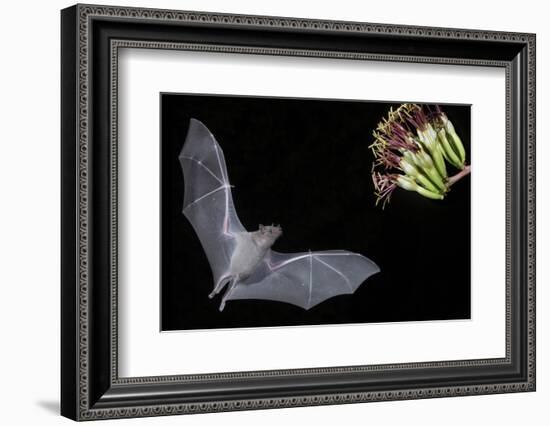 Arizona, Green Valley, Lesser Long-Nosed Bat Drinking Nectar from Agave Blossom-Ellen Goff-Framed Photographic Print