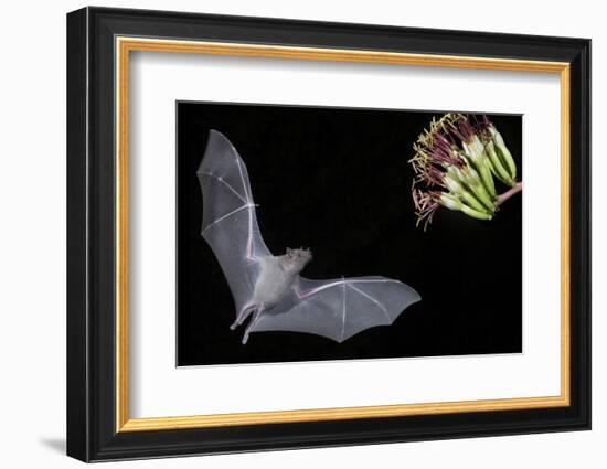 Arizona, Green Valley, Lesser Long-Nosed Bat Drinking Nectar from Agave Blossom-Ellen Goff-Framed Photographic Print