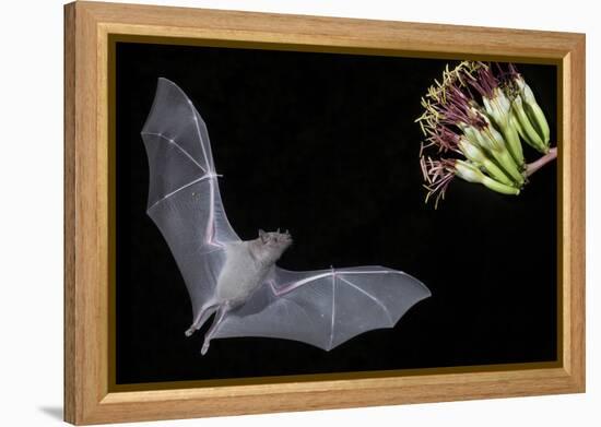 Arizona, Green Valley, Lesser Long-Nosed Bat Drinking Nectar from Agave Blossom-Ellen Goff-Framed Premier Image Canvas