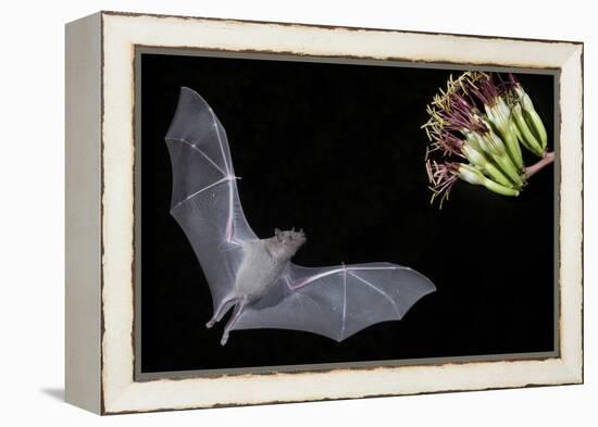 Arizona, Green Valley, Lesser Long-Nosed Bat Drinking Nectar from Agave Blossom-Ellen Goff-Framed Premier Image Canvas