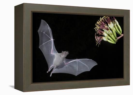 Arizona, Green Valley, Lesser Long-Nosed Bat Drinking Nectar from Agave Blossom-Ellen Goff-Framed Premier Image Canvas