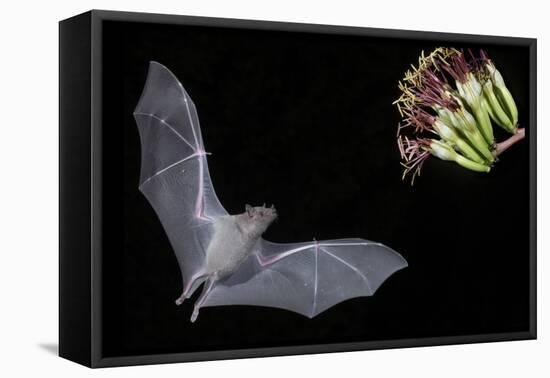 Arizona, Green Valley, Lesser Long-Nosed Bat Drinking Nectar from Agave Blossom-Ellen Goff-Framed Premier Image Canvas