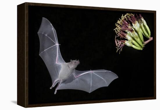 Arizona, Green Valley, Lesser Long-Nosed Bat Drinking Nectar from Agave Blossom-Ellen Goff-Framed Premier Image Canvas