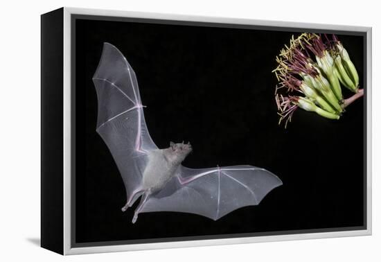 Arizona, Green Valley, Lesser Long-Nosed Bat Drinking Nectar from Agave Blossom-Ellen Goff-Framed Premier Image Canvas