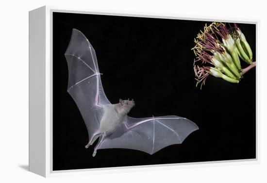 Arizona, Green Valley, Lesser Long-Nosed Bat Drinking Nectar from Agave Blossom-Ellen Goff-Framed Premier Image Canvas