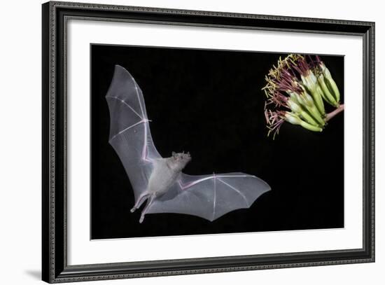 Arizona, Green Valley, Lesser Long-Nosed Bat Drinking Nectar from Agave Blossom-Ellen Goff-Framed Photographic Print