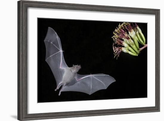 Arizona, Green Valley, Lesser Long-Nosed Bat Drinking Nectar from Agave Blossom-Ellen Goff-Framed Photographic Print