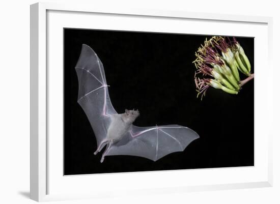 Arizona, Green Valley, Lesser Long-Nosed Bat Drinking Nectar from Agave Blossom-Ellen Goff-Framed Photographic Print