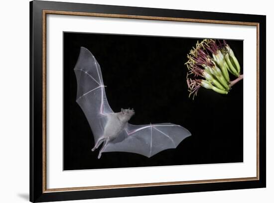 Arizona, Green Valley, Lesser Long-Nosed Bat Drinking Nectar from Agave Blossom-Ellen Goff-Framed Photographic Print