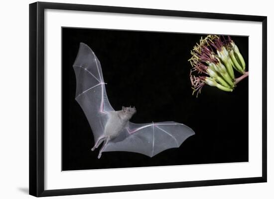 Arizona, Green Valley, Lesser Long-Nosed Bat Drinking Nectar from Agave Blossom-Ellen Goff-Framed Photographic Print