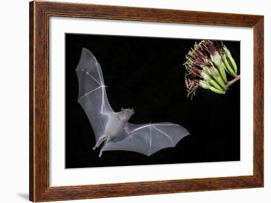 Arizona, Green Valley, Lesser Long-Nosed Bat Drinking Nectar from Agave Blossom-Ellen Goff-Framed Photographic Print