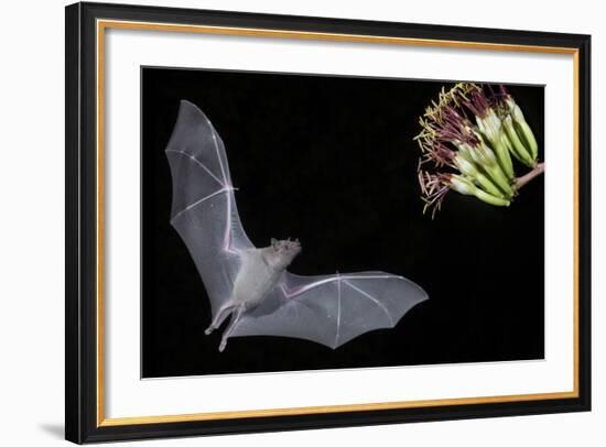 Arizona, Green Valley, Lesser Long-Nosed Bat Drinking Nectar from Agave Blossom-Ellen Goff-Framed Photographic Print