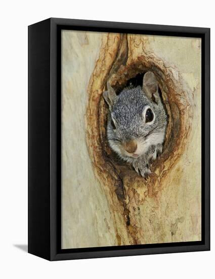 Arizona Grey Squirrel, Ilooking out of Hole in Sycamore Tree, Arizona, USA-Rolf Nussbaumer-Framed Premier Image Canvas