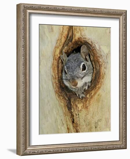 Arizona Grey Squirrel, Ilooking out of Hole in Sycamore Tree, Arizona, USA-Rolf Nussbaumer-Framed Photographic Print