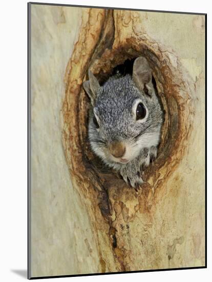 Arizona Grey Squirrel, Ilooking out of Hole in Sycamore Tree, Arizona, USA-Rolf Nussbaumer-Mounted Photographic Print