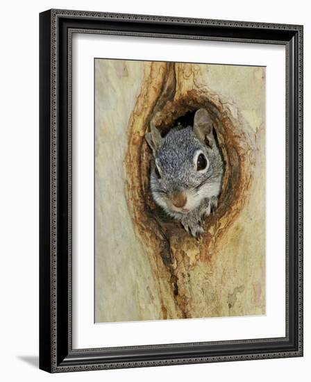 Arizona Grey Squirrel, Ilooking out of Hole in Sycamore Tree, Arizona, USA-Rolf Nussbaumer-Framed Photographic Print