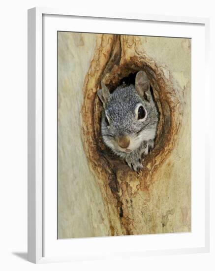 Arizona Grey Squirrel, Ilooking out of Hole in Sycamore Tree, Arizona, USA-Rolf Nussbaumer-Framed Photographic Print