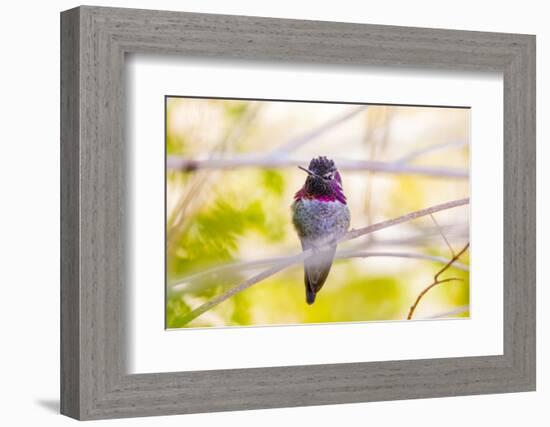 Arizona, Lake Havasu City. Close-up of Anna's Hummingbird.-Jaynes Gallery-Framed Photographic Print