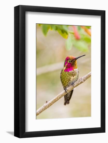 Arizona, Lake Havasu City. Male Anna's Hummingbird Displaying-Jaynes Gallery-Framed Photographic Print