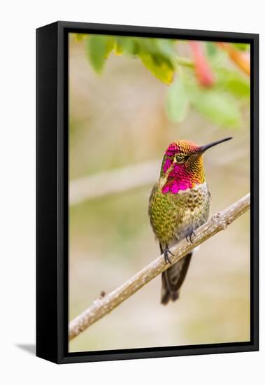 Arizona, Lake Havasu City. Male Anna's Hummingbird Displaying-Jaynes Gallery-Framed Premier Image Canvas