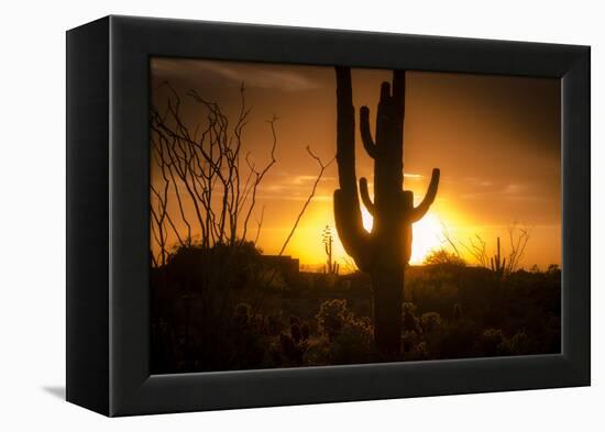 Arizona Landscape, Sunset Saguaro in Silhouette over Desert.-BCFC-Framed Premier Image Canvas