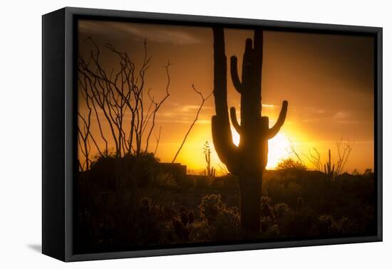 Arizona Landscape, Sunset Saguaro in Silhouette over Desert.-BCFC-Framed Premier Image Canvas