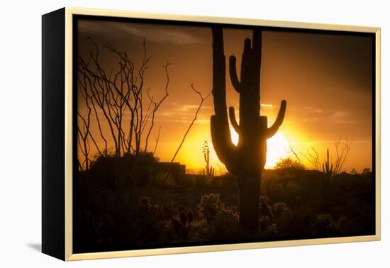 Arizona Landscape, Sunset Saguaro in Silhouette over Desert.-BCFC-Framed Premier Image Canvas