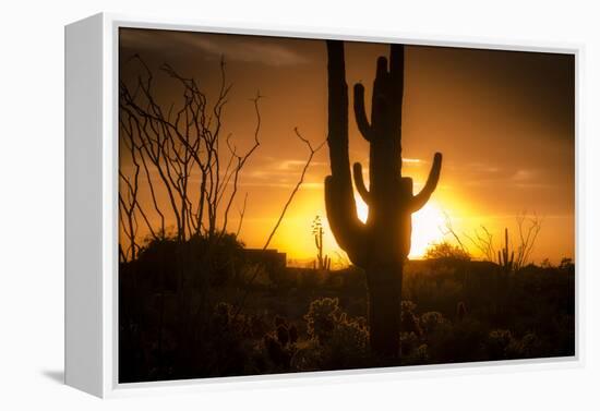 Arizona Landscape, Sunset Saguaro in Silhouette over Desert.-BCFC-Framed Premier Image Canvas