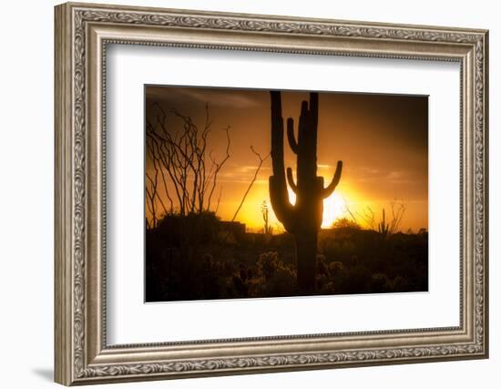 Arizona Landscape, Sunset Saguaro in Silhouette over Desert.-BCFC-Framed Photographic Print