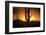 Arizona Landscape, Sunset Saguaro in Silhouette over Desert.-BCFC-Framed Photographic Print