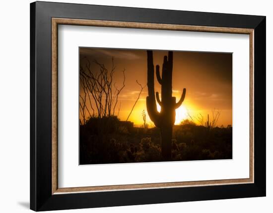 Arizona Landscape, Sunset Saguaro in Silhouette over Desert.-BCFC-Framed Photographic Print