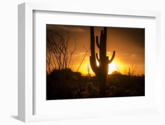 Arizona Landscape, Sunset Saguaro in Silhouette over Desert.-BCFC-Framed Photographic Print