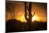 Arizona Landscape, Sunset Saguaro in Silhouette over Desert.-BCFC-Mounted Photographic Print