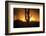 Arizona Landscape, Sunset Saguaro in Silhouette over Desert.-BCFC-Framed Photographic Print