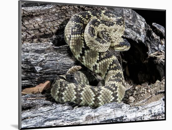 Arizona, Madera Canyon. Black Tailed Rattlesnake Coiled-Jaynes Gallery-Mounted Photographic Print