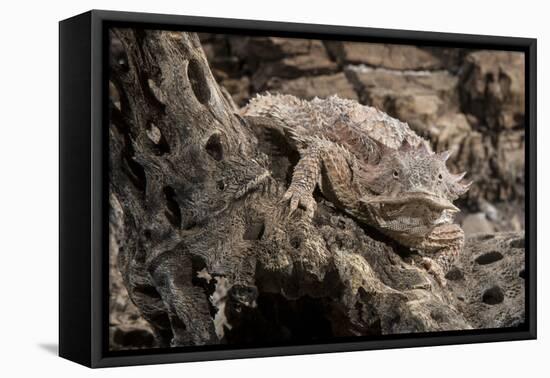 Arizona, Madera Canyon. Close Up of Regal Horned Lizard-Jaynes Gallery-Framed Premier Image Canvas