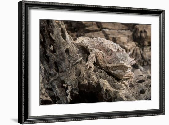 Arizona, Madera Canyon. Close Up of Regal Horned Lizard-Jaynes Gallery-Framed Photographic Print