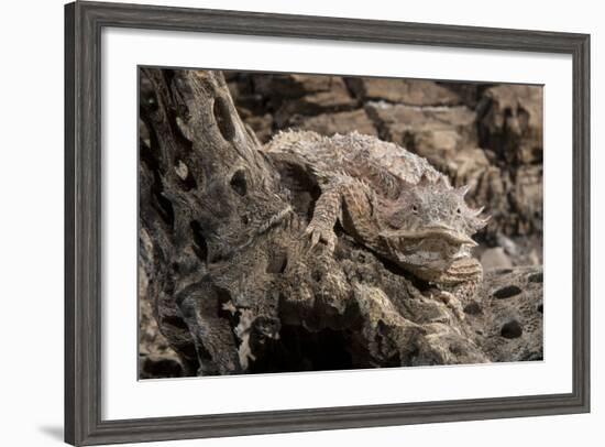 Arizona, Madera Canyon. Close Up of Regal Horned Lizard-Jaynes Gallery-Framed Photographic Print
