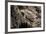 Arizona, Madera Canyon. Close Up of Regal Horned Lizard-Jaynes Gallery-Framed Photographic Print