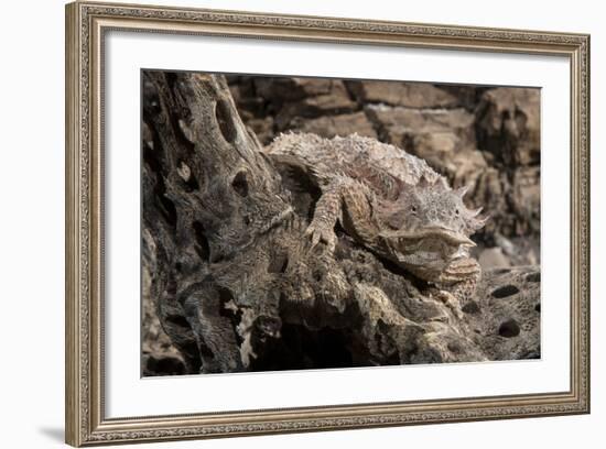 Arizona, Madera Canyon. Close Up of Regal Horned Lizard-Jaynes Gallery-Framed Photographic Print