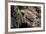 Arizona, Madera Canyon. Close Up of Regal Horned Lizard-Jaynes Gallery-Framed Photographic Print