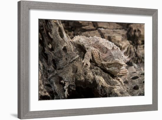 Arizona, Madera Canyon. Close Up of Regal Horned Lizard-Jaynes Gallery-Framed Photographic Print