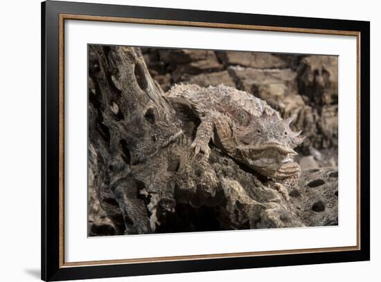 Arizona, Madera Canyon. Close Up of Regal Horned Lizard-Jaynes Gallery-Framed Photographic Print