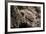 Arizona, Madera Canyon. Close Up of Regal Horned Lizard-Jaynes Gallery-Framed Photographic Print