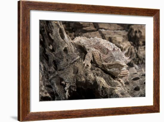 Arizona, Madera Canyon. Close Up of Regal Horned Lizard-Jaynes Gallery-Framed Photographic Print