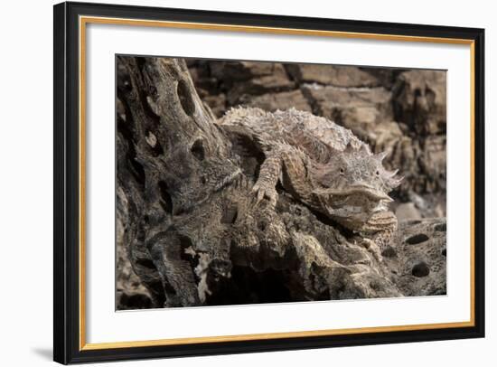 Arizona, Madera Canyon. Close Up of Regal Horned Lizard-Jaynes Gallery-Framed Photographic Print