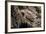 Arizona, Madera Canyon. Close Up of Regal Horned Lizard-Jaynes Gallery-Framed Photographic Print