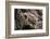 Arizona, Madera Canyon. Close Up of Regal Horned Lizard-Jaynes Gallery-Framed Photographic Print