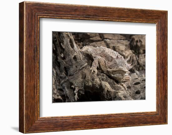 Arizona, Madera Canyon. Close Up of Regal Horned Lizard-Jaynes Gallery-Framed Photographic Print